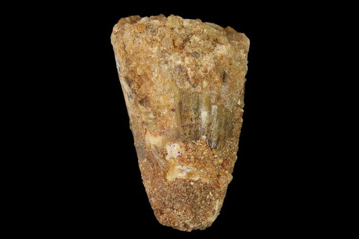 Cretaceous Fossil Crocodile Tooth - Morocco #140604